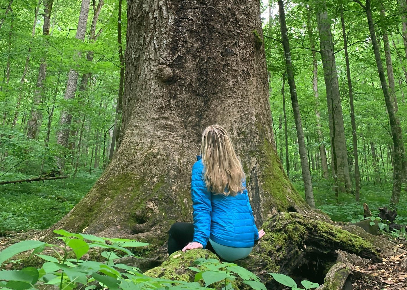 Forest Bathing & Nature Therapy Walk